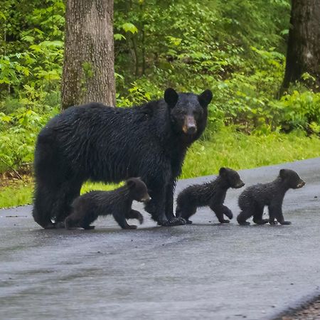 Her Majesty'S Way, Awesome Mtn Views, 1089 Free Tickets Each Paid Day, Dollywood And More Gatlinburg Exteriör bild