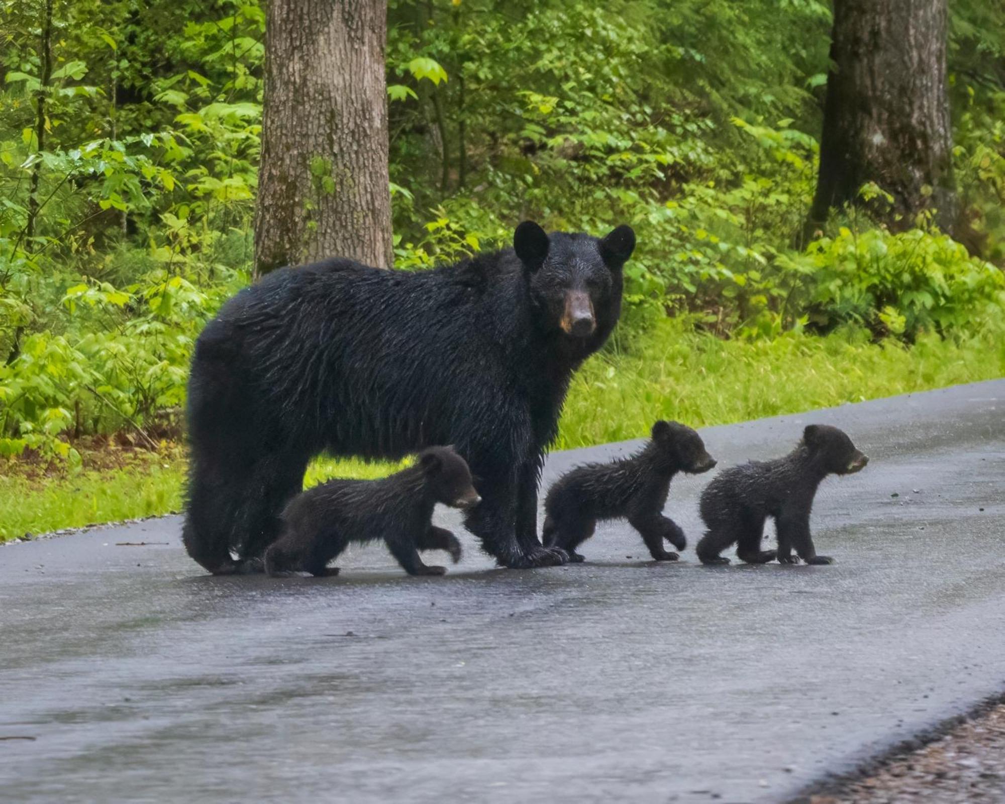 Her Majesty'S Way, Awesome Mtn Views, 1089 Free Tickets Each Paid Day, Dollywood And More Gatlinburg Exteriör bild